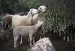 Sheep and Lambs. Turkey