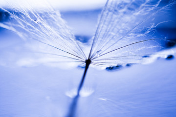 Canvas Print - Macro, abstract composition with water drops on dandelion seeds