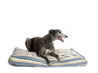 Wall Mural - greyhound on bed