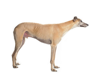 Wall Mural - greyhound side