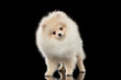 Fluffy Cute White Pomeranian Spitz Dog Standing, Curiously Looking isolated