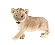 Baby Lion Isolated On White Background
