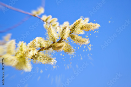 Foto  Pollen im Anflug