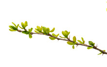 Spring Green Twig Isolated