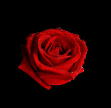 Red Rose In Raindrops  On Black Background