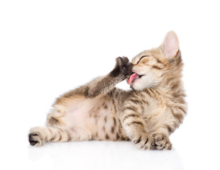 Wall Mural - Funny small kitten  washing itself. isolated on white background