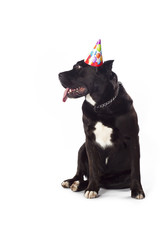 Wall Mural - birthday cane corso