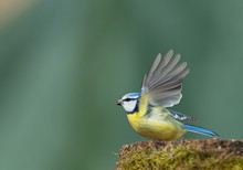 Eurasian Blue Tit Taking Off From Stump With Food In The Beak, Clean Green Background, Czech Republic, Europe