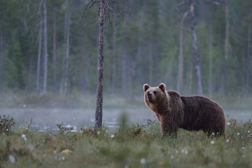 Wall Mural - brown bear at night