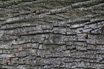 Poster - gray bark texture