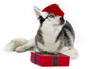 Wall Mural - pet husky decorated with santa hat