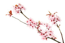 Branch Of Blooming Cherry Tree, Sakura Isolated On White Background