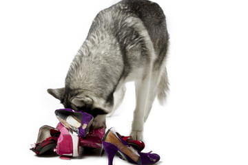 Wall Mural - pet sniffing torn shoes