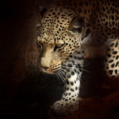 Wall Mural - africa. namibia. leopard