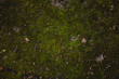 Background of moss surface