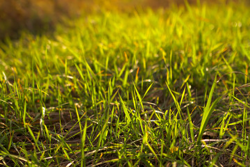 Wall Mural - Green grass closeup.