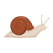 Cute snail cartoon vector illustration.
