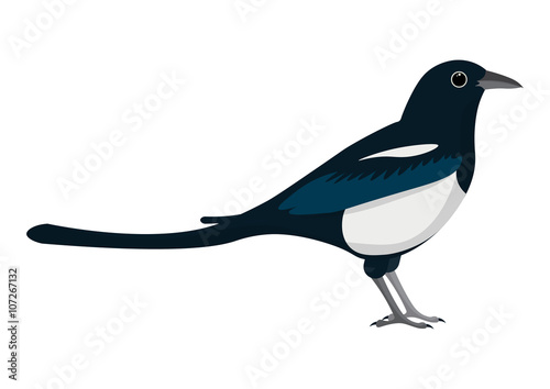 Fotomural magpie cartoon vector illustration.