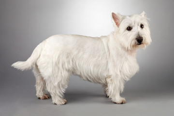 Wall Mural - west highland terrier