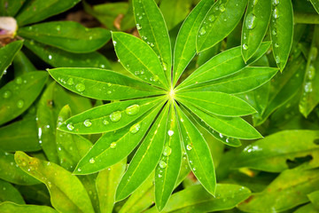 Canvas Print - Rain drops on Lupine leaves