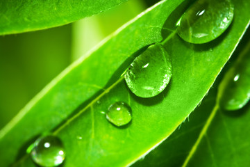 Canvas Print - Rain drops on Lupine leaves