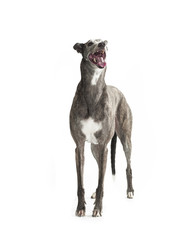 Wall Mural - standing greyhound