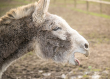 Closeup Donkey Portrait