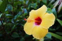 Yellow Hibiscus Flower With Long Red And Yellow Stamen