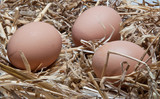 Fototapeta Kuchnia - farm eggs