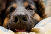 Funny Macro Shot Of A Dog Nose (German Shepherd Lying On A Pillow), Very Shallow DOF, Selective Focus