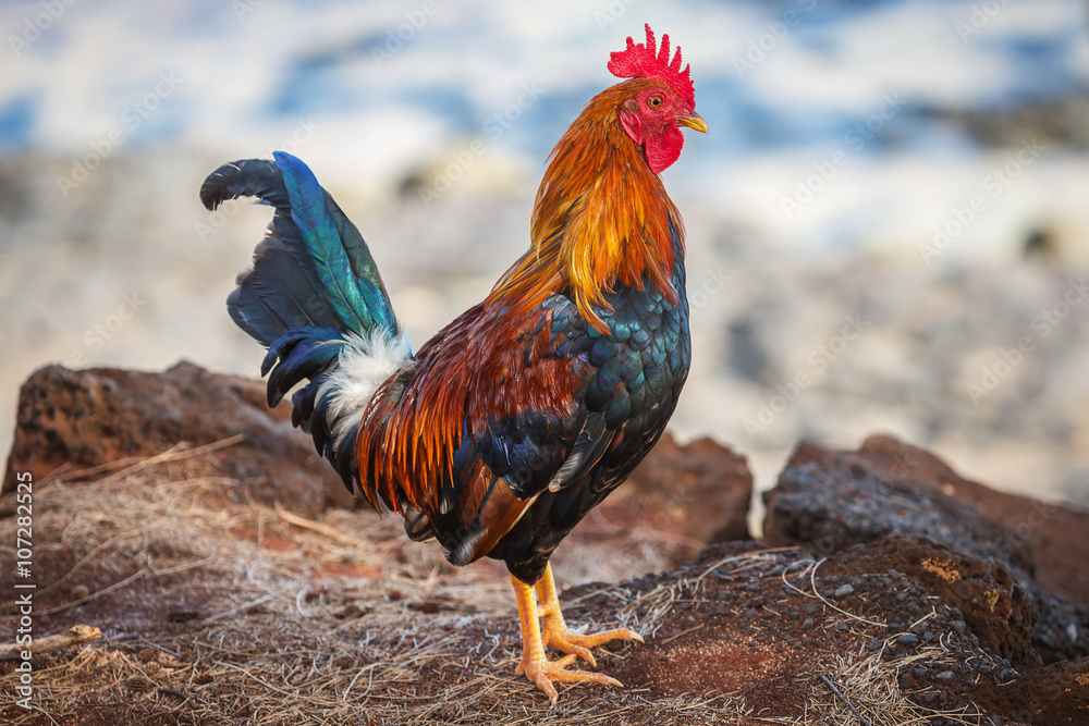 Brightly colored feral rooster - obrazy, fototapety, plakaty 
