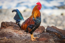 Brightly Colored Feral Rooster