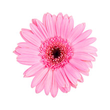 Pink Gerbera Daisy  Isolated On White Background