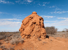 A Giant Termite Hill Colony, Made Of Red Sand, In The Western Australian Outback.