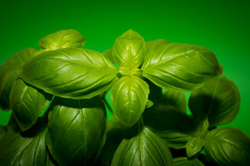 Green basil leaves close-up on the green background