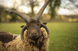 Manx Sheep in Cotswold Landscape. Cheltenham, UK
