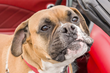 Wall Mural - purebread boxer rider in car