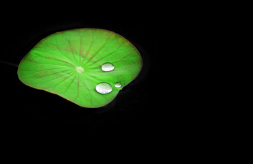 water drop on leaf water lily