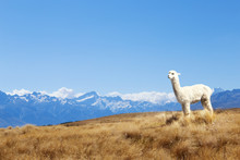 Pasture With Animal And Mountains In Sunny Day In New Zealand