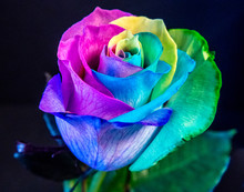 Multi Colored Rose Blossom, Rainbow Colors