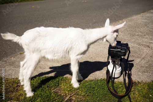 Fotografie, Obraz Newborn Animal Albino Goat Explores Camera Long Zoom Lens