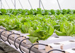 Hydroponic butterhead leaf lettuce vegetables plantation in aquaponics system