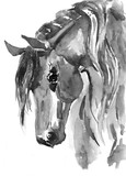 Fototapeta Konie - Horse head. Black-white watercolor illustration. Hand drawn