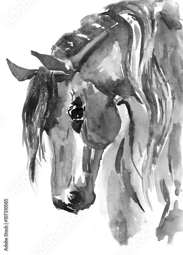 Naklejka ścienna Horse head. Black-white watercolor illustration. Hand drawn