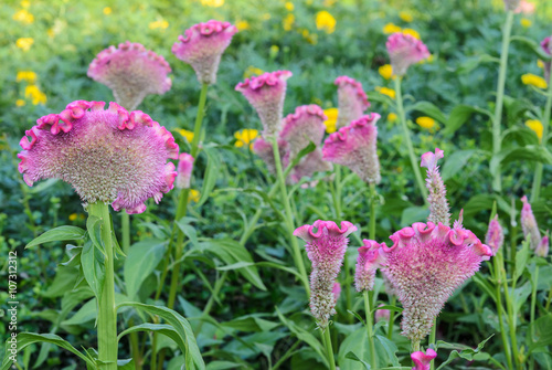 Fotografie, Obraz Pink Cockscomb or Celosia cristata flower garden