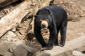 Wall Mural - Smallest bear, Malayan sun bear, Helarctos malayanus on branch