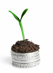 Wall Mural - Coins in soil with young plant isolated on white