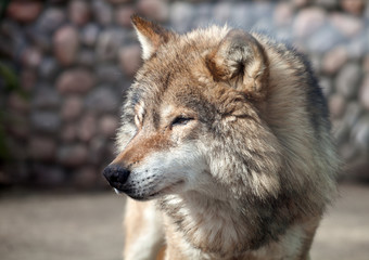 Grey Wolf (Canis lupus)