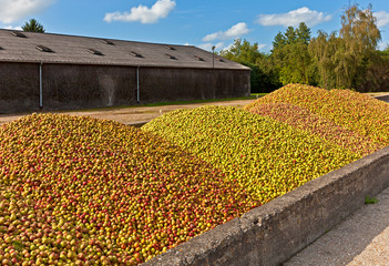 Calvados Produktion, Apfelernte, Normandie