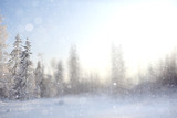Fototapeta Natura - winter background blur forest snowflakes bokeh